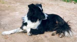 Candy v.d. Neckarburg300.jpg